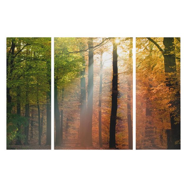 Leinwandbild 3-teilig - Morning Light - Triptychon