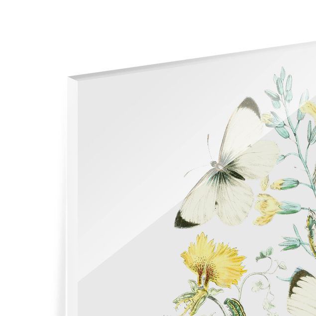 Glas Spritzschutz - Britische Schmetterlinge II - Quadrat - 1:1