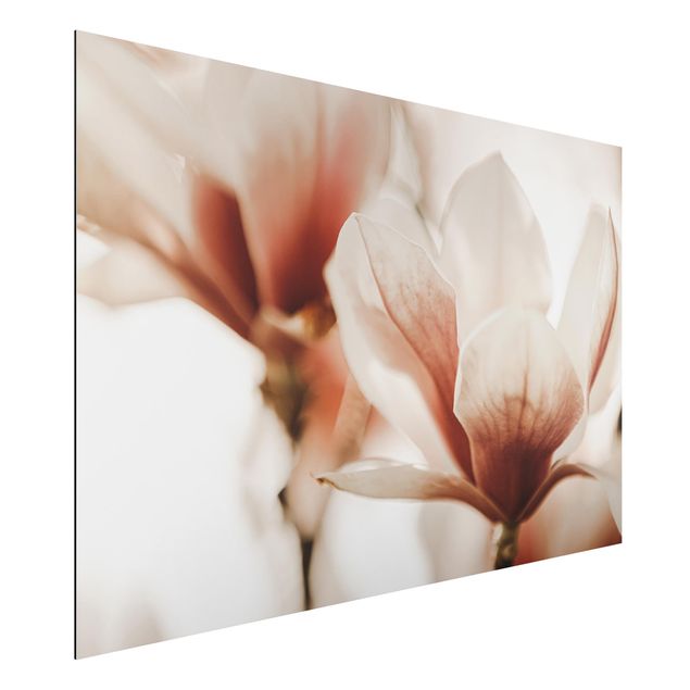 Alu-Dibond - Zarte Magnolienblüten im Lichtspiel - Hochformat