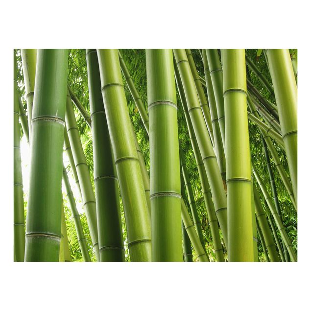 Spritzschutz Bamboo Trees