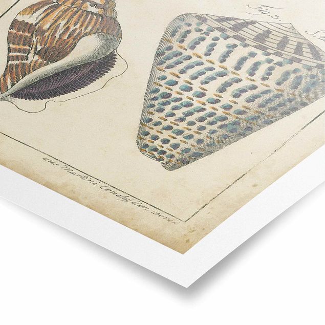 Poster bestellen Vintage Muschel Zeichnung Bunte Muster