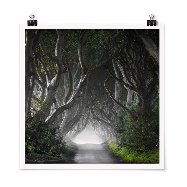 Poster Baum Wald in Nordirland
