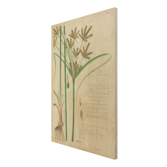 Holzbilder Vintage Botanik Zeichnung Gräser I