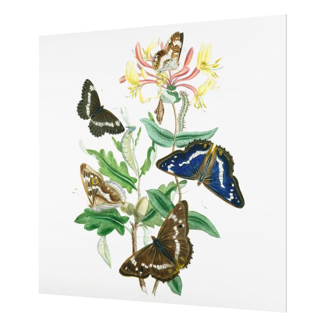 Glas Spritzschutz - Britische Schmetterlinge IV - Quadrat - 1:1