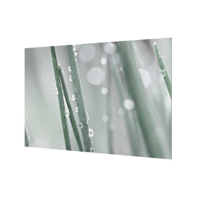 Spritzschutz Glas - Makroaufnahme Wasserperlen am Gras - Querformat 3:2