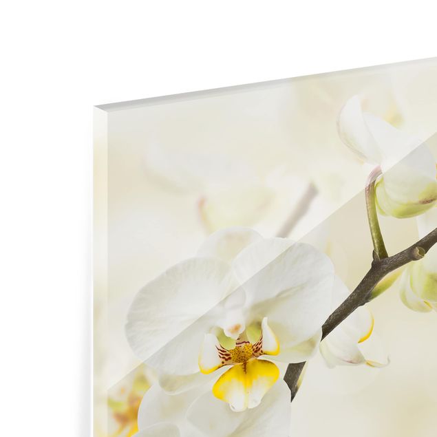 Spritzschutz Glas - Orchideen Zweig - Querformat - 3:2