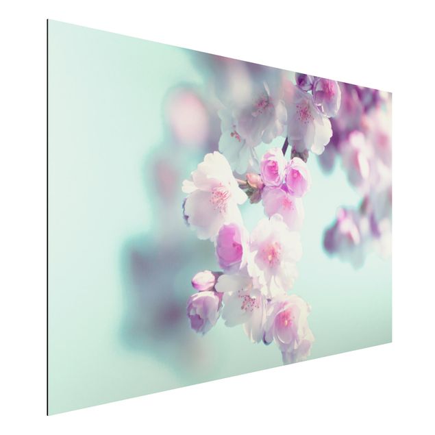 Alu-Dibond - Farbenfrohe Kirschblüten - Hochformat