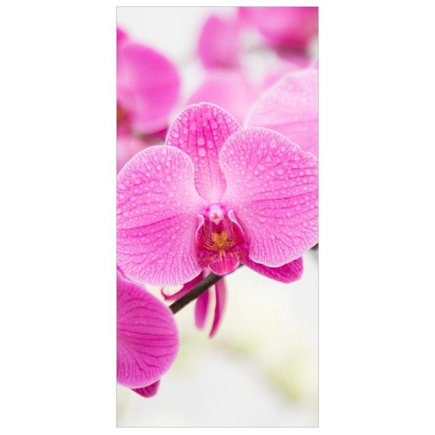 Raumteiler - Nahaufnahme Orchidee 250x120cm