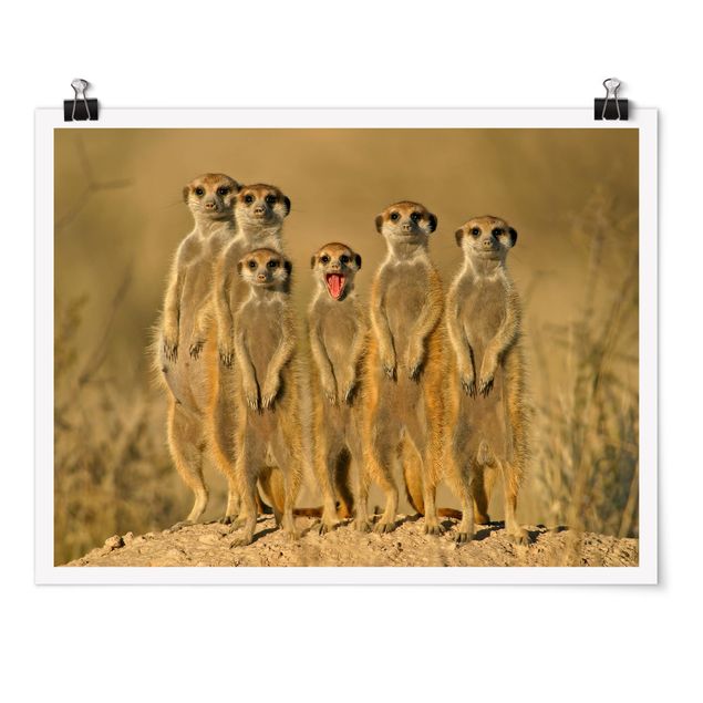 schöne Bilder Meerkat Family