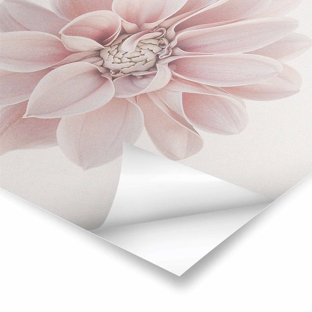 Poster - Dahlie Blume Pastell Weiß Rosa - Querformat 3:4