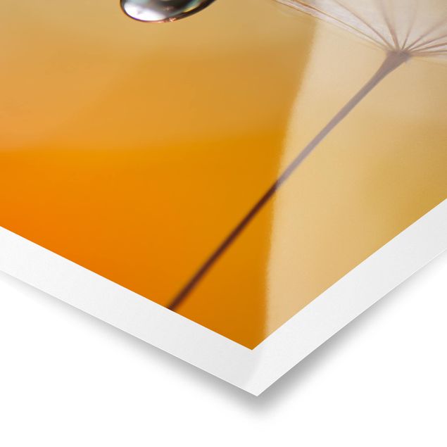 Poster bestellen Pusteblume in Orange