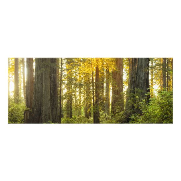 Rainer Mirau Redwood National Park