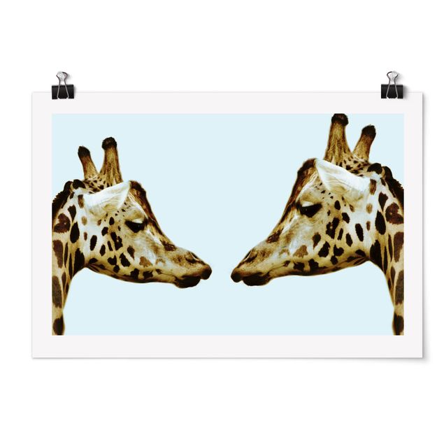 Poster - Giraffes in Love - Querformat 2:3