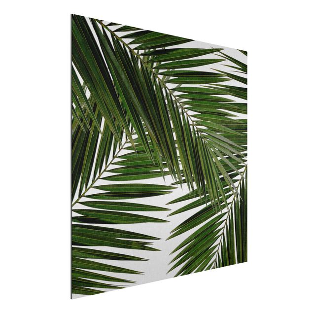 Alu-Dibond - Blick durch grüne Palmenblätter - Quadrat