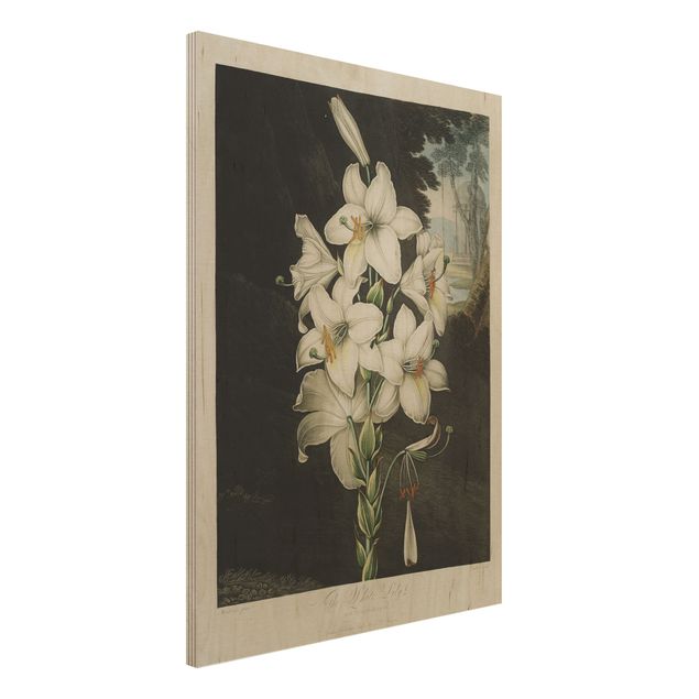 Holzbilder Blumen Botanik Vintage Illustration Weiße Lilie