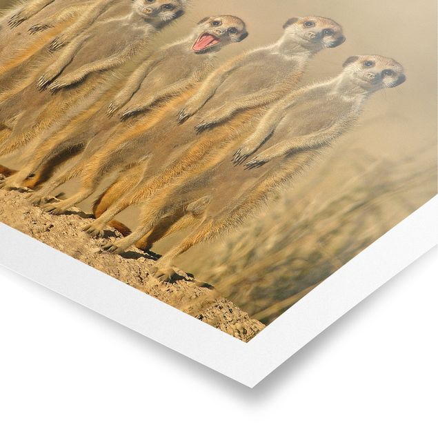 Poster kaufen Meerkat Family