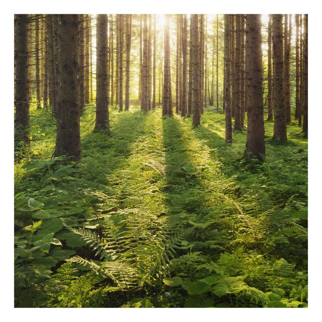Rainer Mirau Bilder Sonnenstrahlen in grünem Wald