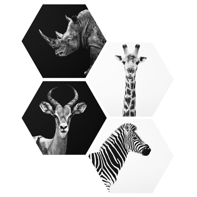 Hexagon Bild Forex 4-teilig - Safari Quartett