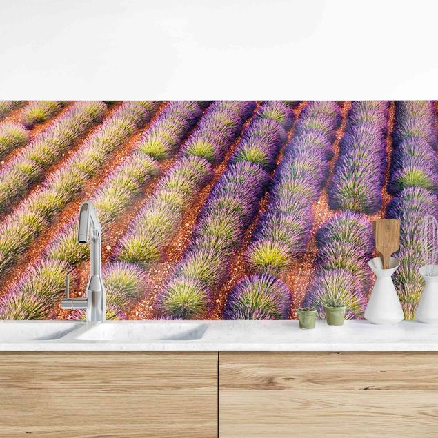 Platte Küchenrückwand Malerisches Lavendelfeld