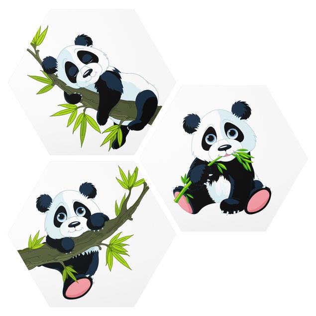 Hexagon Bild Forex 3-teilig - Pandabären Set