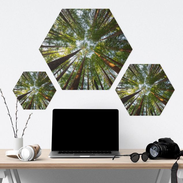 Hexagon Bild Forex - Mammutbaum Baumkronen