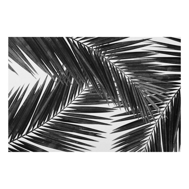 Küchenspritzschutz Blick durch Palmenblätter Schwarz-Weiß
