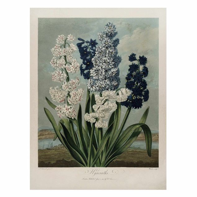 Wandbilder Botanik Vintage Illustration Blaue und weiße Hyazinthen