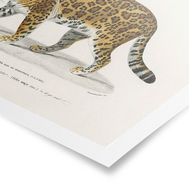 Poster - Vintage Lehrtafel Jaguar - Querformat 2:3