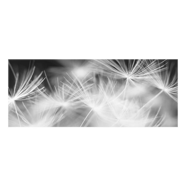 Spritzschutz Glas - Pusteblumen Nahaufnahme auf schwarzem Hintergrund - Panorama - 5:2