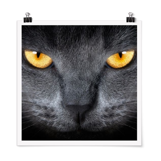 Tiere Poster Cats Gaze