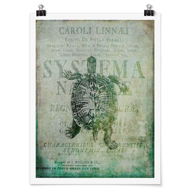 Poster - Vintage Collage - Antike Schildkröte - Hochformat 4:3