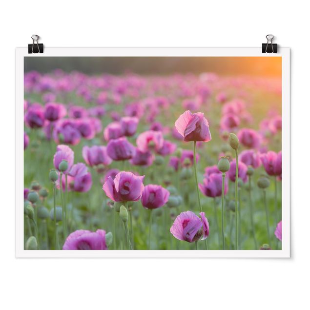 Moderne Poster Violette Schlafmohn Blumenwiese im Frühling