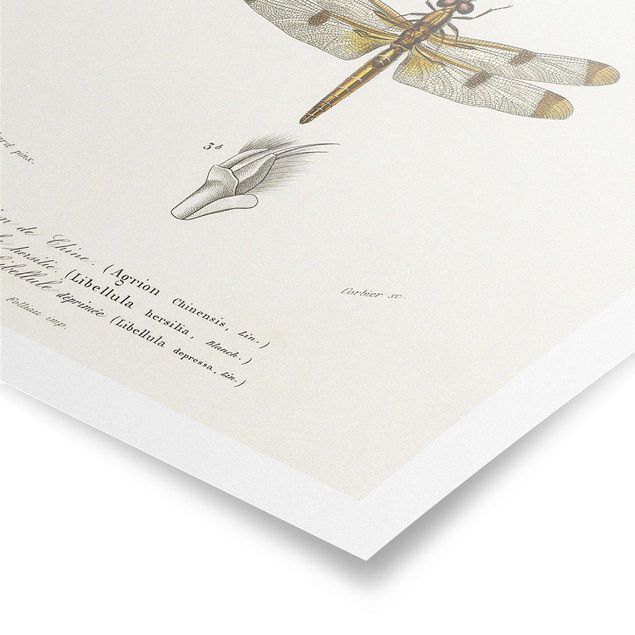 Poster bestellen Vintage Lehrtafel Libellen