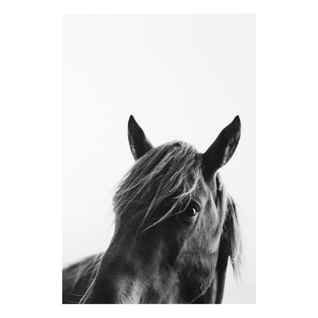 Bilder Neugieriges Pferd