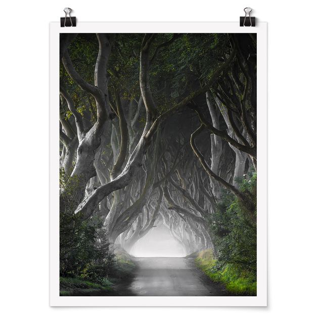Poster - Wald in Nordirland - Hochformat 3:4