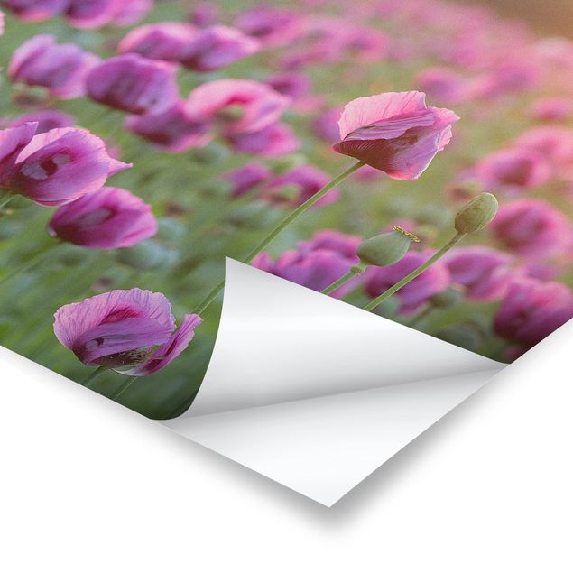 Poster Violette Schlafmohn Blumenwiese im Frühling