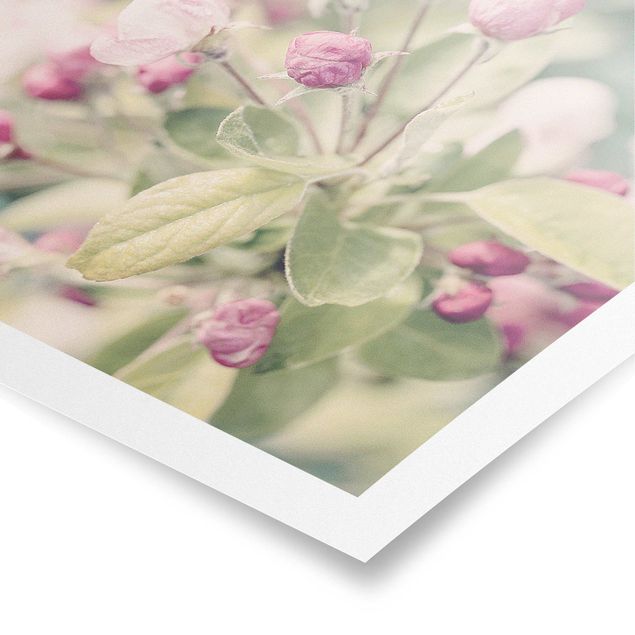 Poster Apfelblüte Bokeh rosa