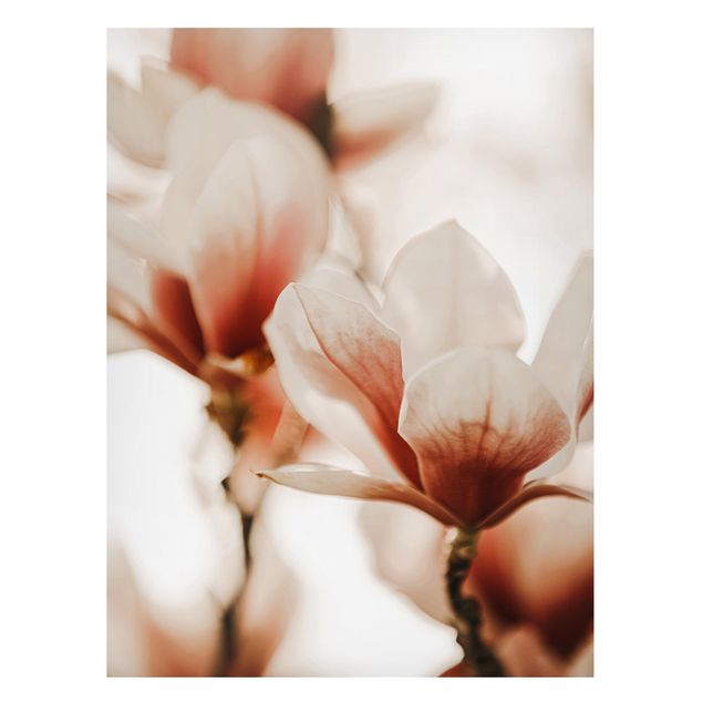 Magnettafel - Zarte Magnolienblüten im Lichtspiel - Hochformat 3:4