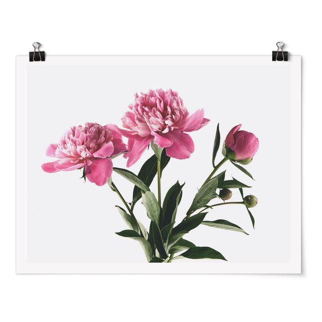 Bilder Blüten und Knospen Pink auf Weiß