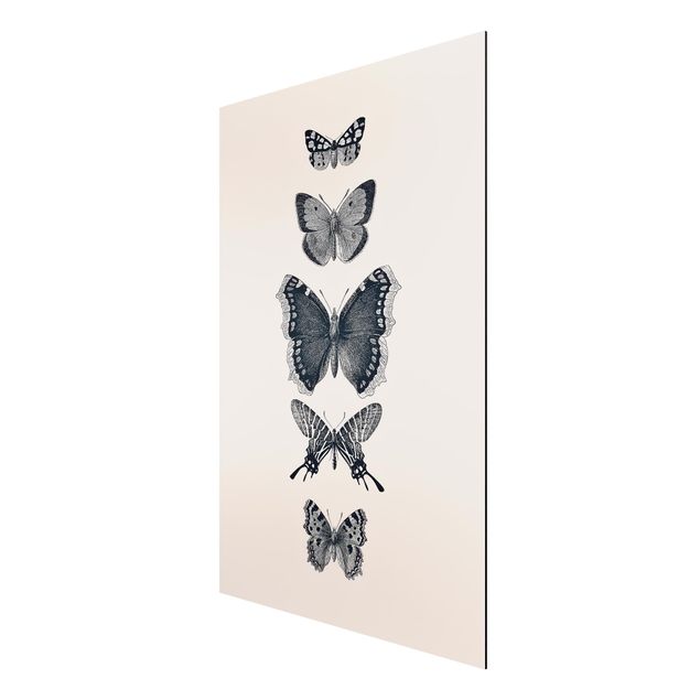 Alu-Dibond - Tusche Schmetterlinge auf Beige - Querformat