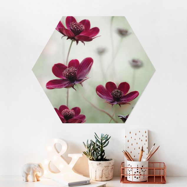 Hexagon-Bilder Pinke Kosmeen