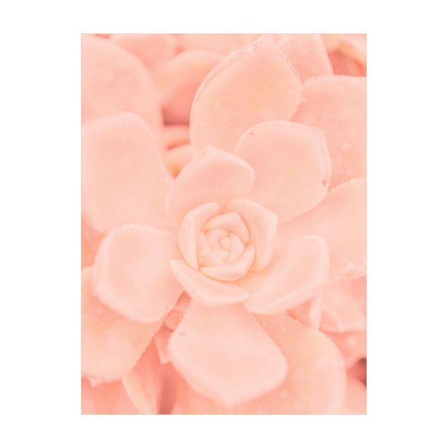 Teppich rosa Rosa Blütenzauber Echeveria