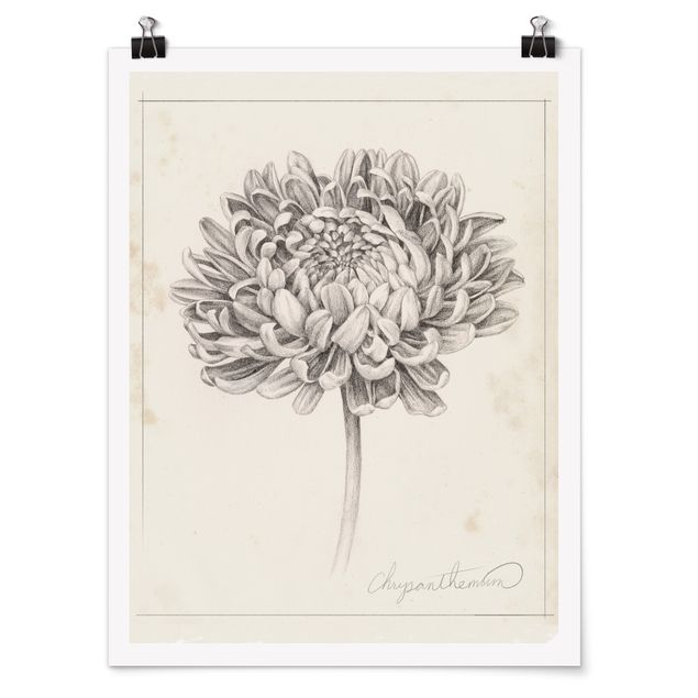 schöne Bilder Botanische Studie Chrysantheme II
