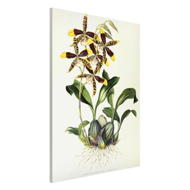 Magnettafeln Blumen Maxim Gauci - Orchidee II