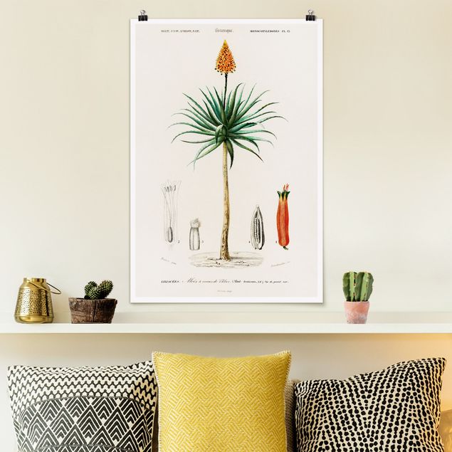 Wand Poster XXL Botanik Vintage Illustration Aloe Orange Blüte