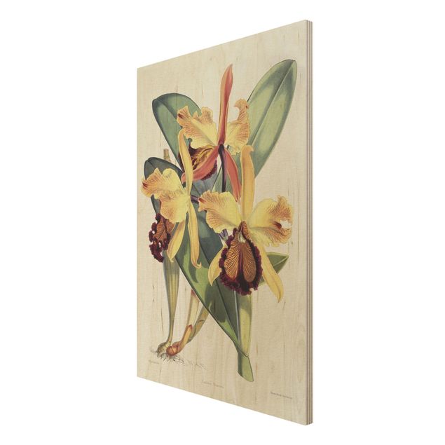 Holzbilder Walter Hood Fitch - Orchidee