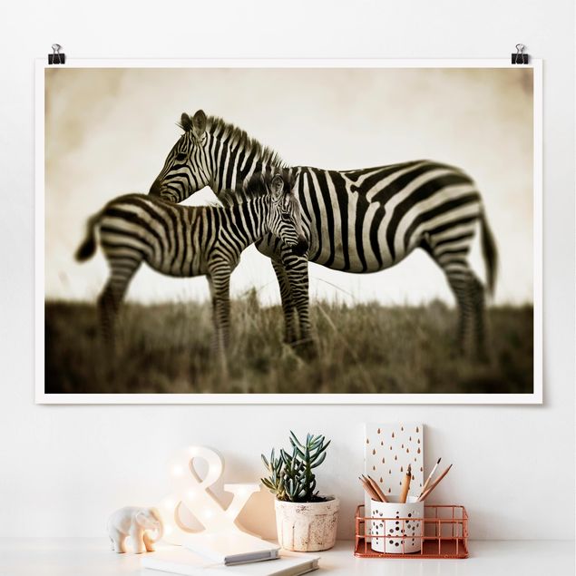 XXL Poster Zebrapaar