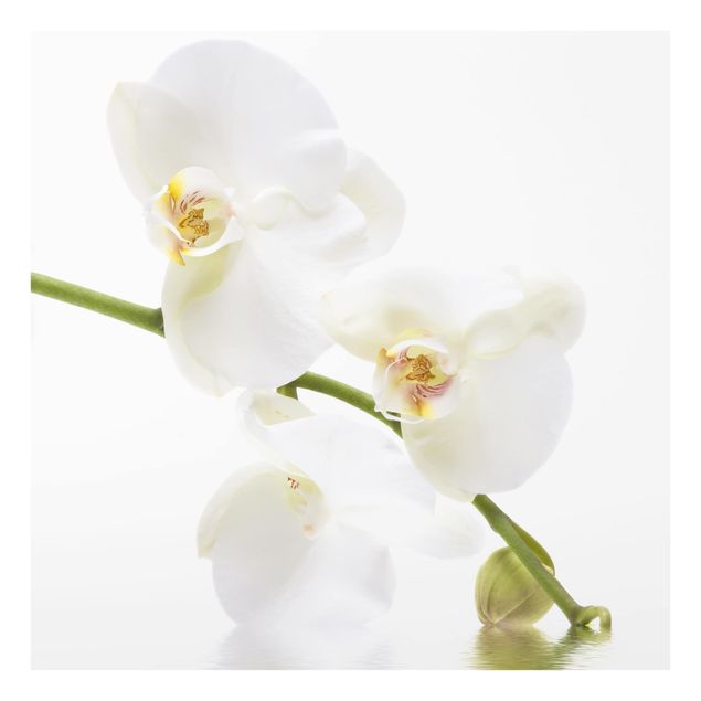 Glas Spritzschutz - White Orchid Waters - Quadrat - 1:1