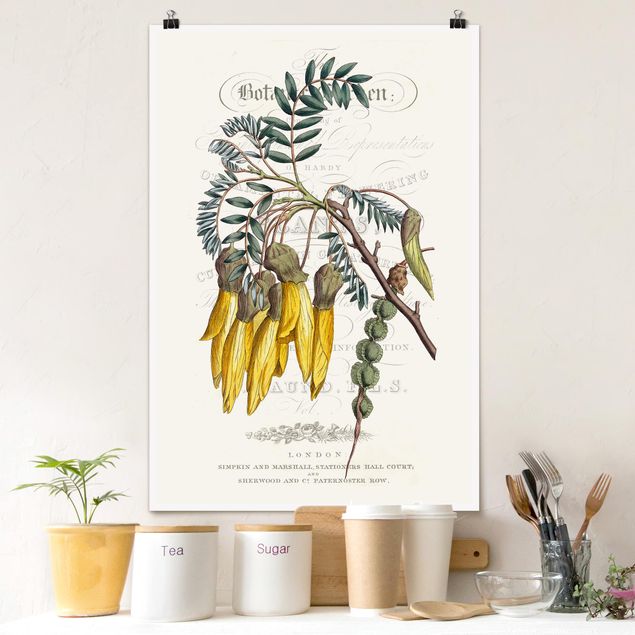 Wand Poster XXL Botanisches Tableau - Schnurbaum
