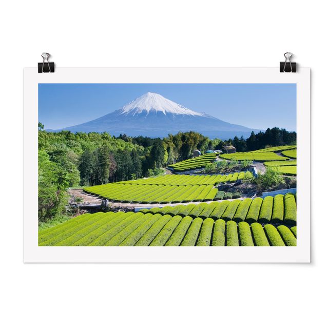 Poster - Teefelder vor dem Fuji - Querformat 2:3
